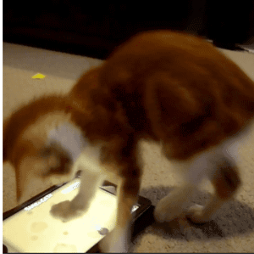 &#91;PICT&#93; 10 Tingkah Laku Kucing Paling Konyol Dan Bikin Gemas