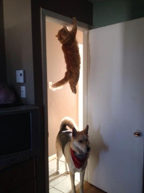 &#91;PICT&#93; 10 Tingkah Laku Kucing Paling Konyol Dan Bikin Gemas