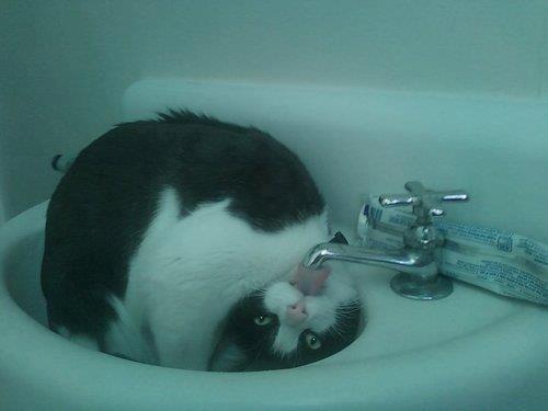 &#91;PICT&#93; 10 Tingkah Laku Kucing Paling Konyol Dan Bikin Gemas