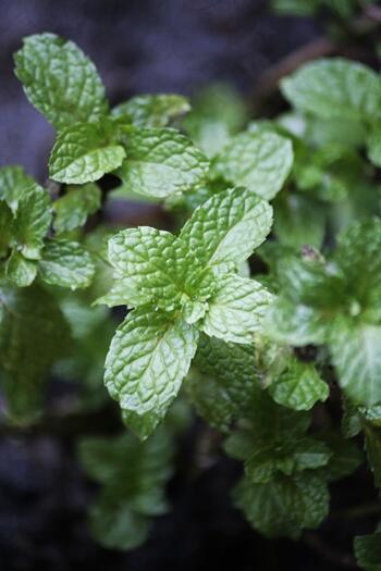 Terjual Aneka Benih tanaman Herbal untuk kesehatan 