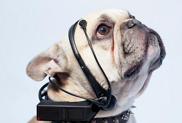 TEHNOLOGI : ILMUWAN TEMUKAN ALAT UNTUK MEMBUAT ANJING BICARA BAHASA MANUSIA
