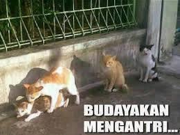 MADOG koplak's