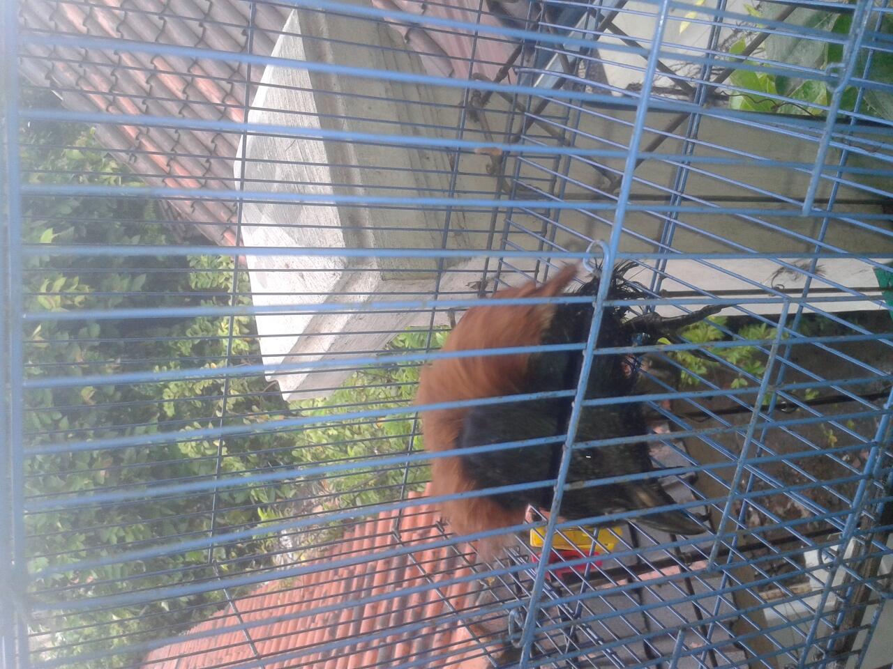burung apaan ini yak?