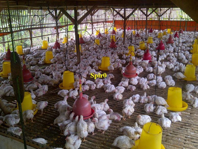 Terjual Over Kontrak Kandang ayam broiler, kapasitas 4000