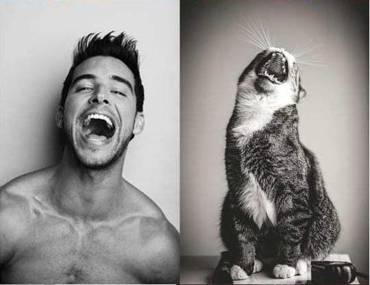 POSE PARA KUCING INI NGGA KALAH SAMA MODEL