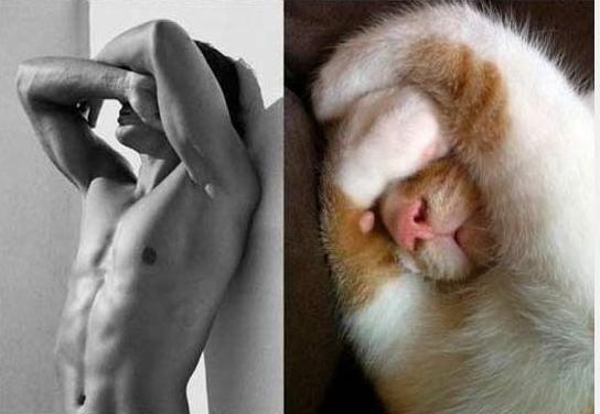 POSE PARA KUCING INI NGGA KALAH SAMA MODEL