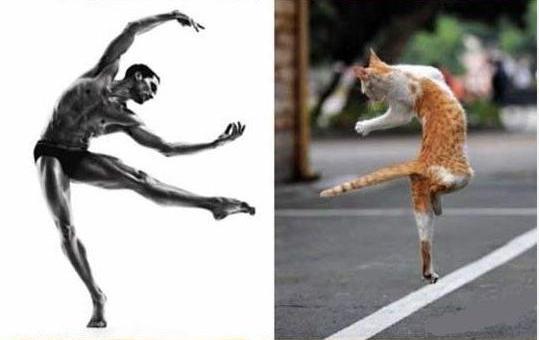 POSE PARA KUCING INI NGGA KALAH SAMA MODEL