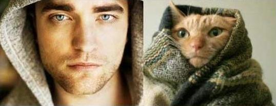 POSE PARA KUCING INI NGGA KALAH SAMA MODEL