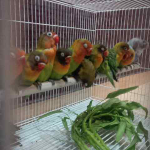 Jual Lovebird Murah