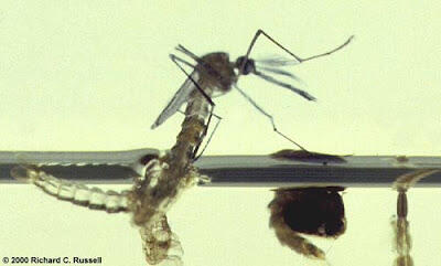 Keajaiban Nyamuk yang Mungkin Tidak Pernah Kita Sadari &#91;+PICT&#93;