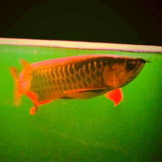 arowana golden red