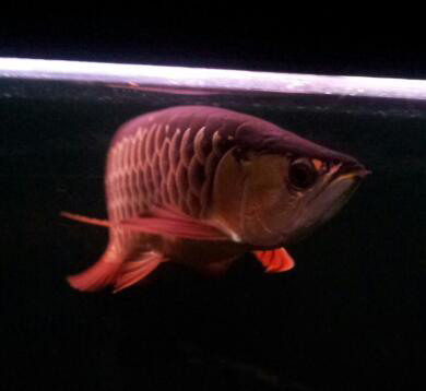arowana golden red