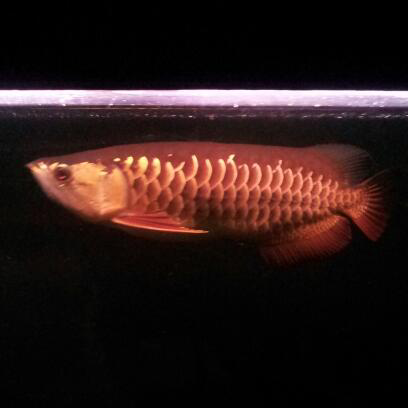 arowana golden red
