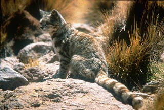 7 Kucing Terlangka Di Dunia !! Cek it..
