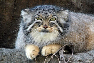7 Kucing Terlangka Di Dunia !! Cek it..
