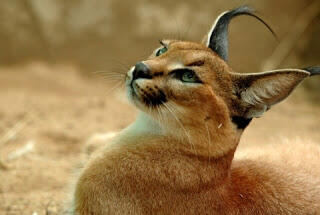 7 Kucing Terlangka Di Dunia !! Cek it..