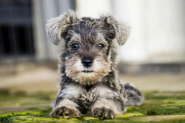 Mini Schnauzer ber STB Murah