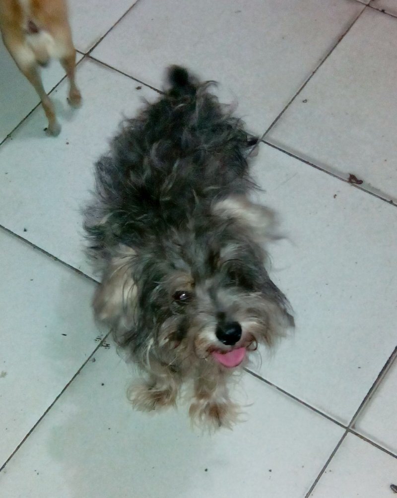 Mini Schnauzer ber STB Murah