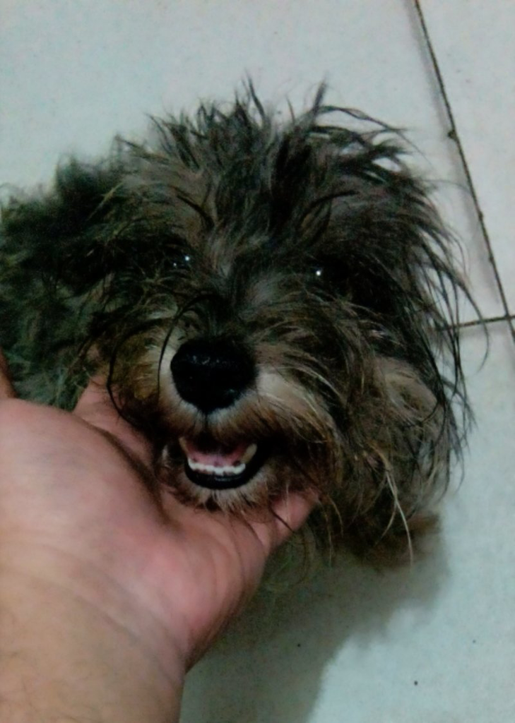 Mini Schnauzer ber STB Murah