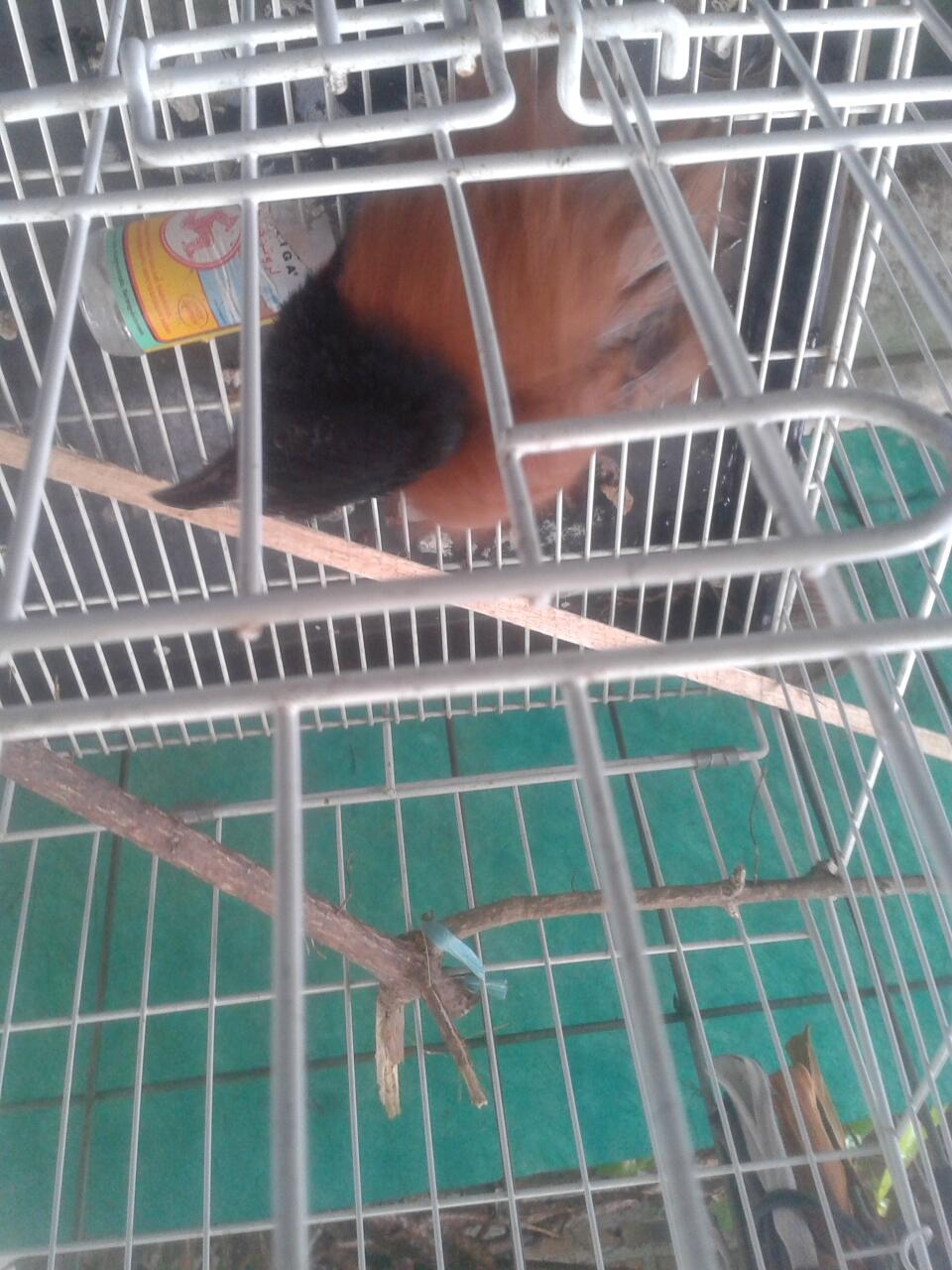 burung apaan ini yak?