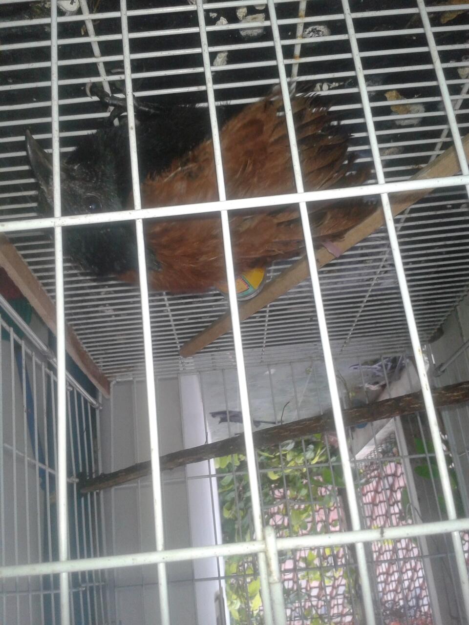 burung apaan ini yak?
