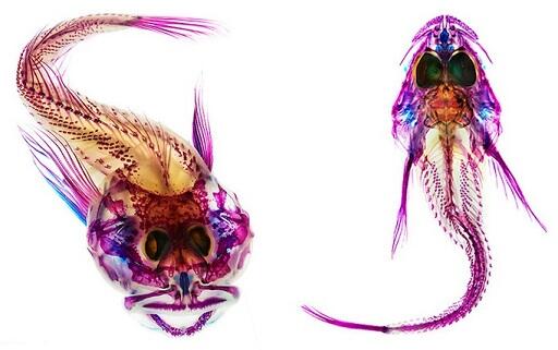 Spesies Ikan di Bleach &amp; Diwarnai, Hasilnya Seperti Foto X-Ray Yg Diberi Warna