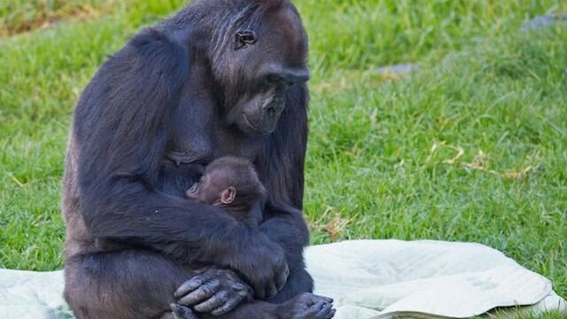 Foto-foto Gorila Dengan Cucu Kesayangannya (Too Much Cuteness Inside)