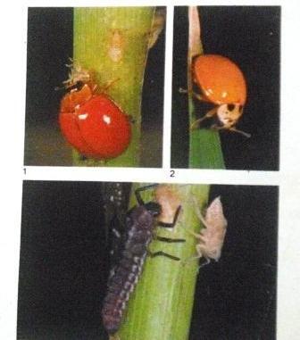 6 Peran Serangga di Alam