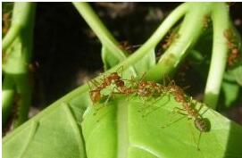 6 Peran Serangga di Alam