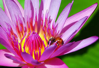 6 Peran Serangga di Alam