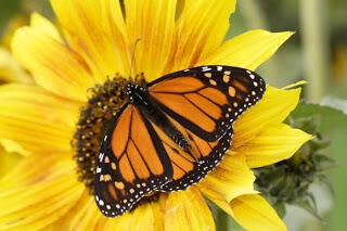 6 Peran Serangga di Alam