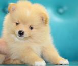 S> Anak Anjing Pomeranian Betina Jakarta Good Quality