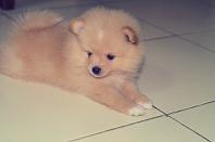 S> Anak Anjing Pomeranian Betina Jakarta Good Quality