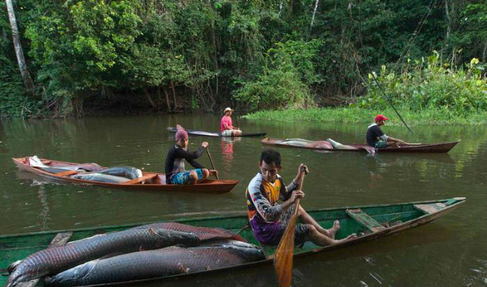 Blom Pernah Makan Arwana, Coba Ke Brazil (HT ga ya??)