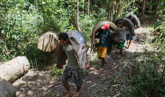 Blom Pernah Makan Arwana, Coba Ke Brazil (HT ga ya??)