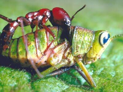 Semut. Hewan Lemah Yang Sangat Luar Biasa