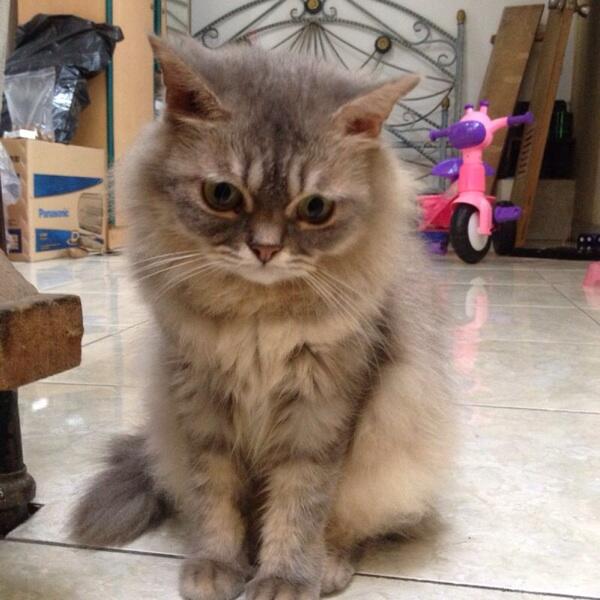 Wts kucing persia