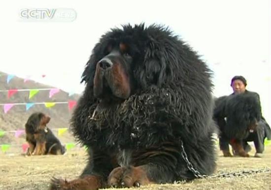 Anjing Termahal Di Dunia, Tibetan Mastiff