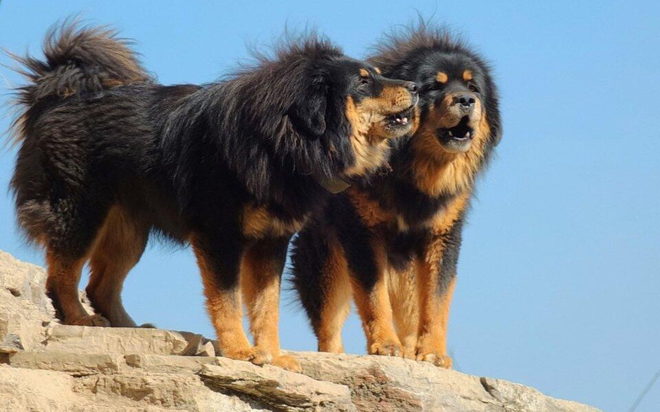 Anjing Termahal Di Dunia, Tibetan Mastiff