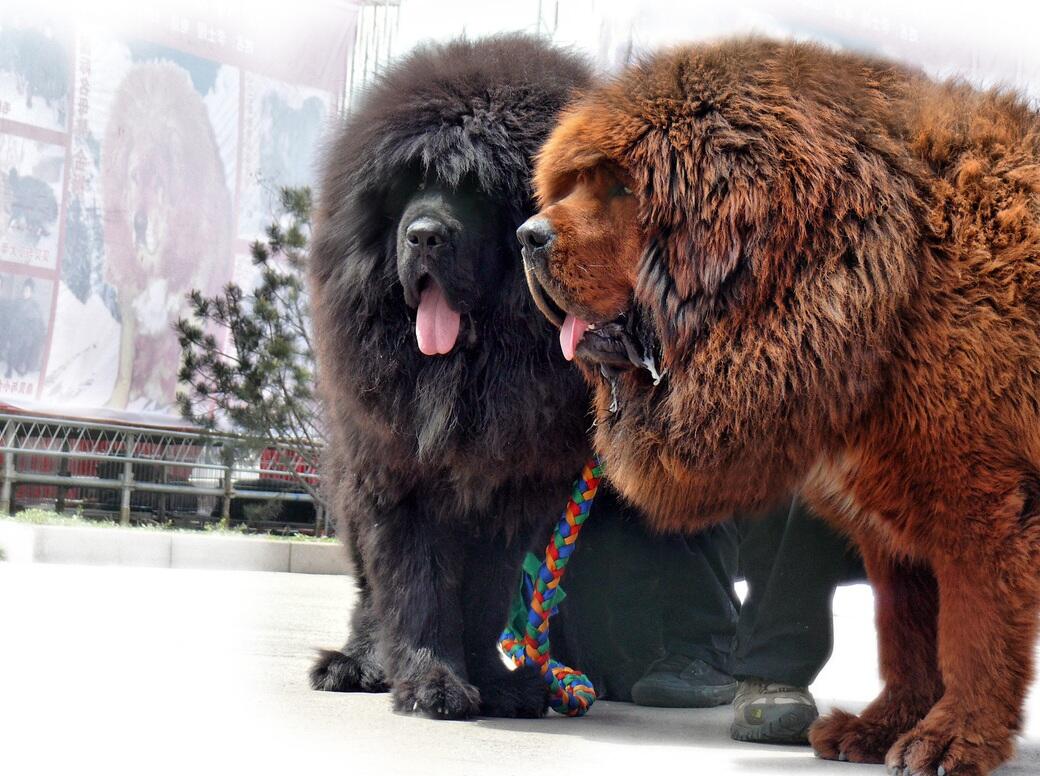 Anjing Termahal Di Dunia, Tibetan Mastiff