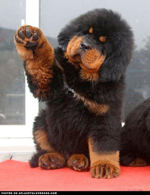 Anjing Termahal Di Dunia, Tibetan Mastiff