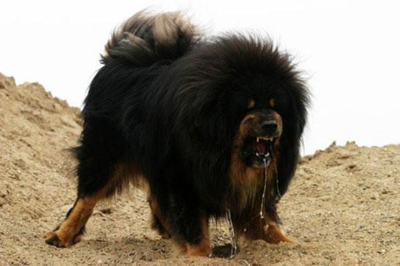 Anjing Termahal Di Dunia, Tibetan Mastiff