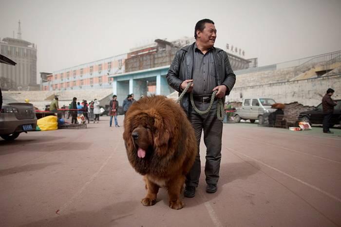 Anjing Termahal Di Dunia, Tibetan Mastiff