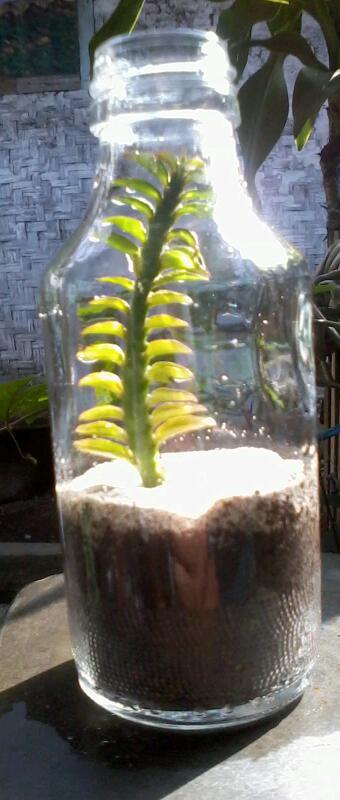 (Share) Terrarium