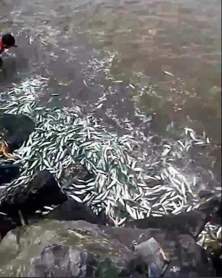Fenomena Ribuan Ikan Naik Ke Daratan (Menjelang 9 tahun Tsunami)