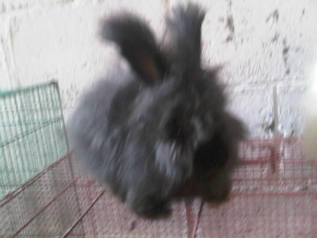 DIJUAL Kelinci English Anggora 2,5 bln istimewa..... SEMARANG