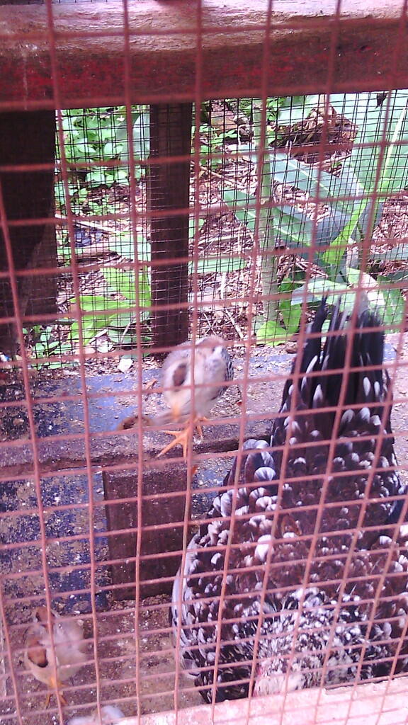 JUAL AYAM KETAWA