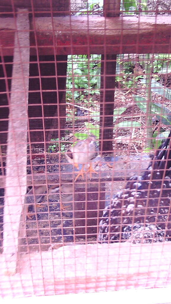 JUAL AYAM KETAWA