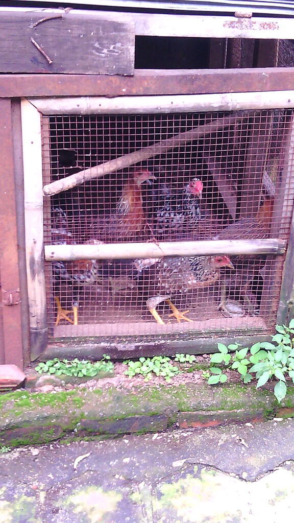 JUAL AYAM KETAWA