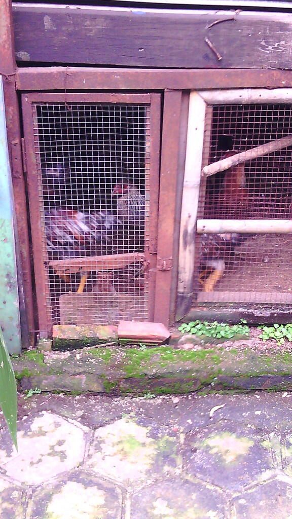 JUAL AYAM KETAWA